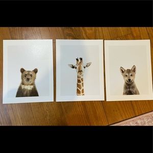 Baby Animal Prints
